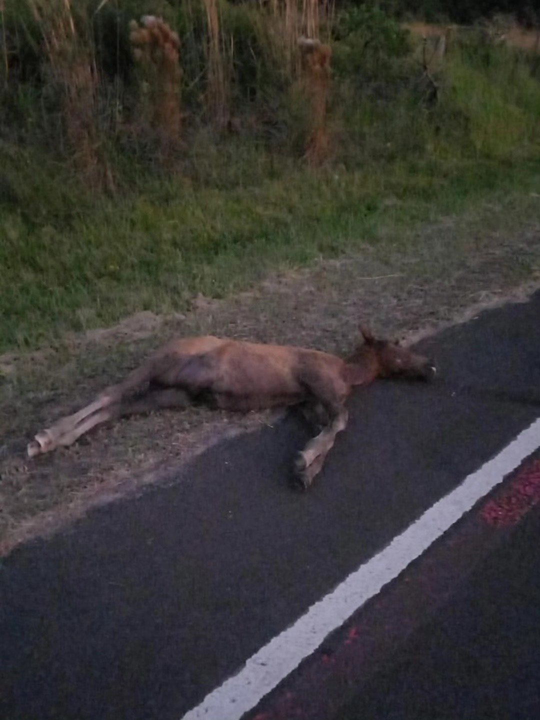 Motociclista fica ferido ap&oacute;s atropelar potro na Estrada do Palmital, em Os&oacute;rio