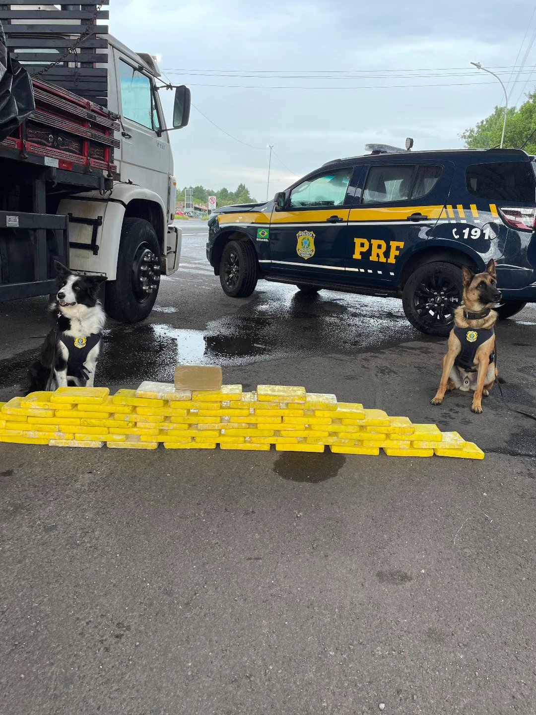 PRF apreende mais de 60 quilos de drogas com ajuda dos cães farejadores em Osório