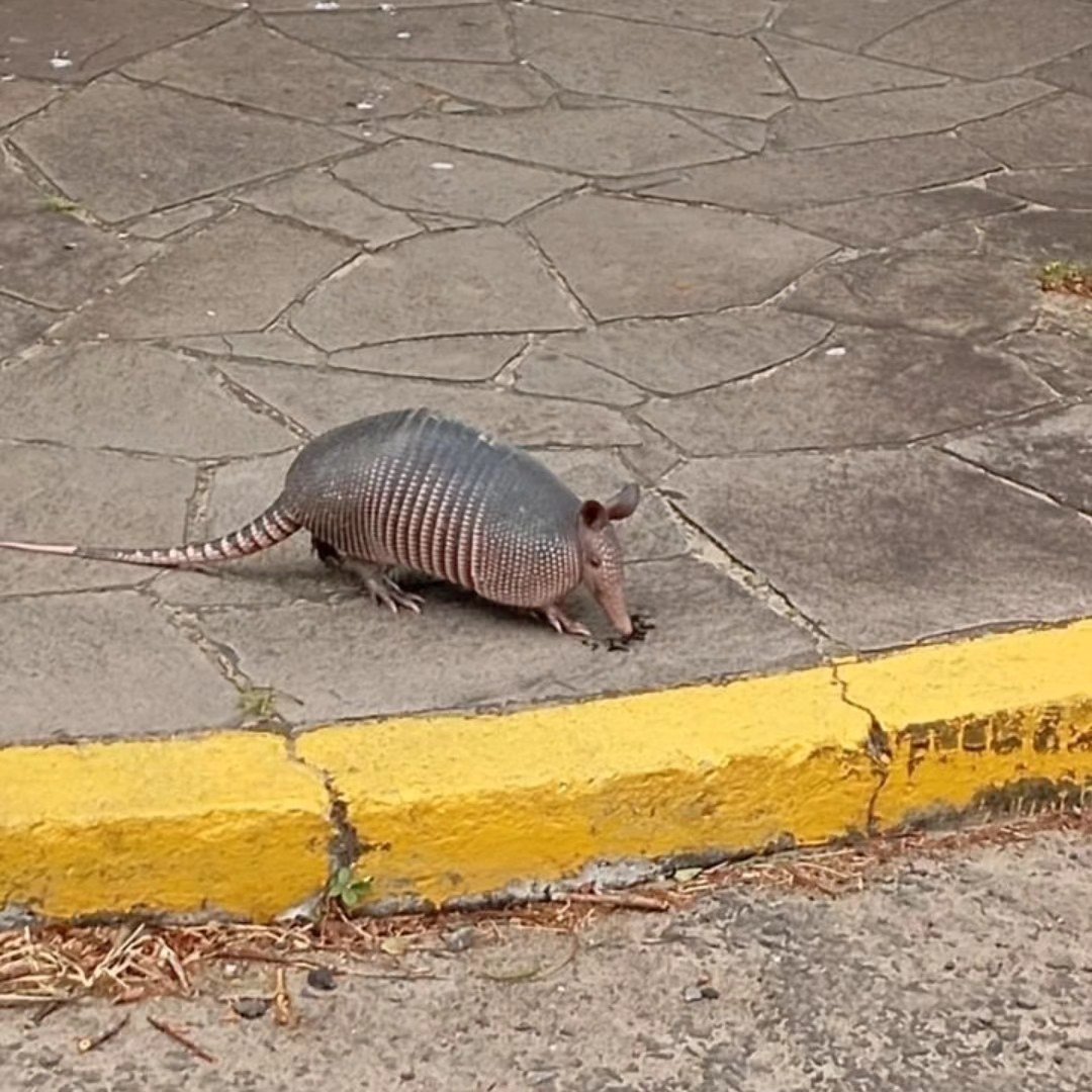 Tatu é flagrado caminhando pelas ruas de Osório na manhã desta Sexta-feira