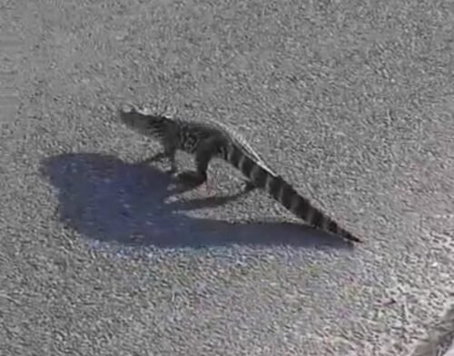 Filhote de jacaré-do-papo-amarelo é avistado em área urbana de Osório neste Domingo