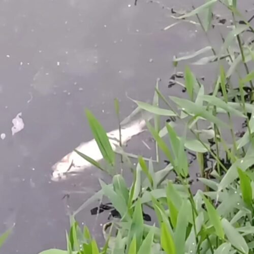 Grande quantidade de peixes mortos é encontrada na Lagoa do Marcelino, em Osório