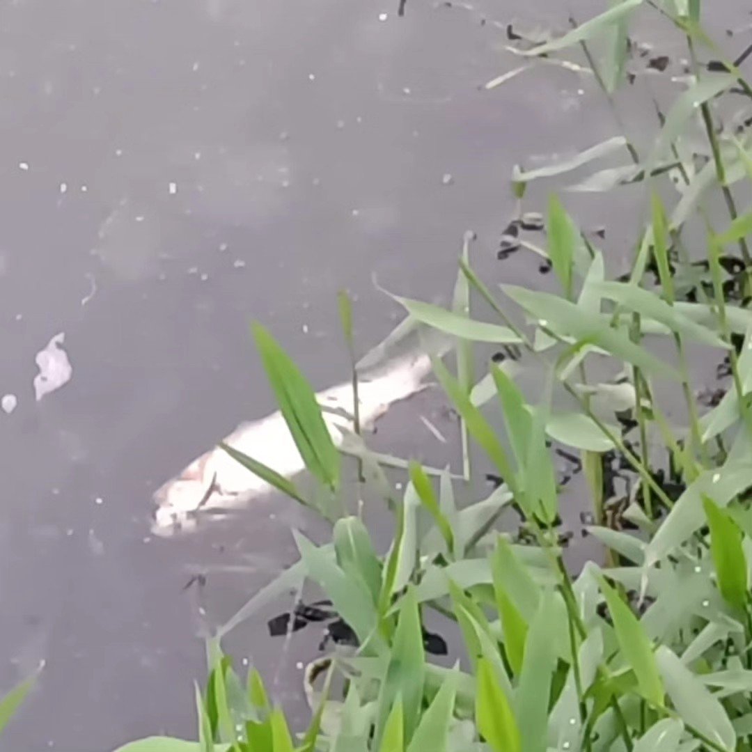 Grande quantidade de peixes mortos &eacute; encontrada na Lagoa do Marcelino, em Os&oacute;rio