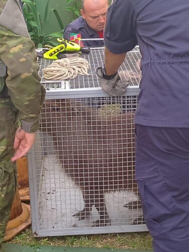 Capivara é resgatada após invadir posto de combustível em Osório