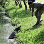 “Nem parece o Litoral”: unidade de conservação em Tramandaí oferece trilha com jacarés e outras espécies nativas do RS