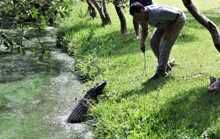 “Nem parece o Litoral”: unidade de conservação em Tramandaí oferece trilha com jacarés e outras espécies nativas do RS 8 ARIE LN 5