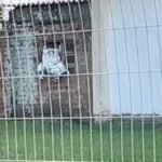 Homem Morre ao Tentar Roubar Igreja e Ficar Pendurado em Janela em Tramandaí