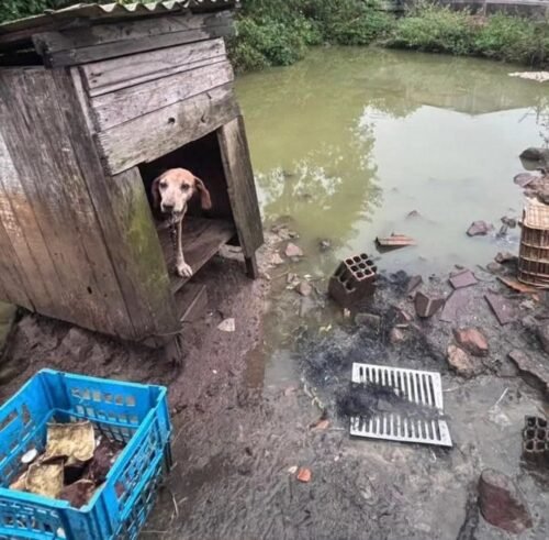 Brigada Militar de Osório realizou prisão por crime de maus-tratos a animais nesta Sexta-feira