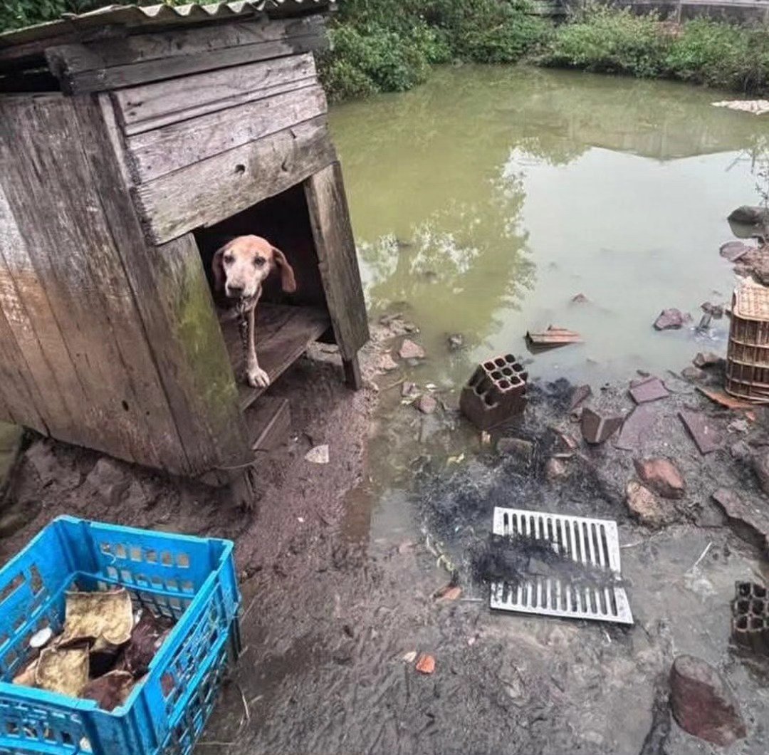 Brigada Militar de Os&oacute;rio realizou pris&atilde;o por crime de maus-tratos a animais nesta Sexta-feira