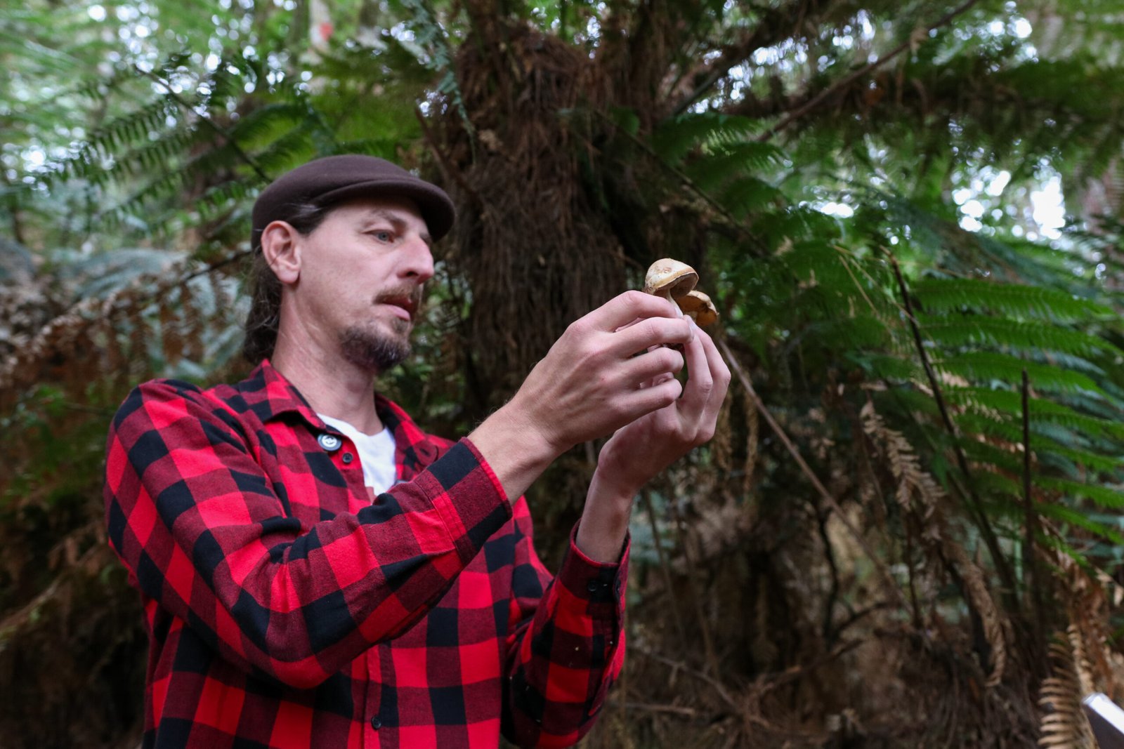 Temporada do Porcini: Ca&ccedil;ada de Cogumelos destaca a riqueza e o potencial gastron&ocirc;mico dos ingredientes da Serra Ga&uacute;cha