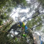 Homem morre em queda de ultraleve no interior de Guaporé