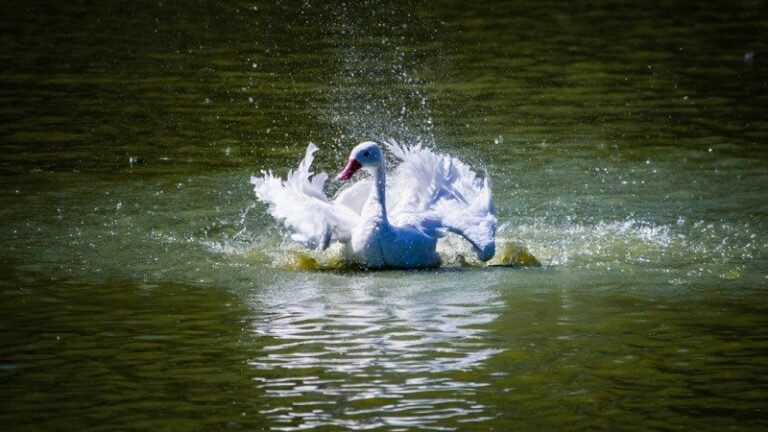 Zoológico de Sapucaia do Sul suspende visitação após morte de 15 cisnes 14 23165755 2128884 GD