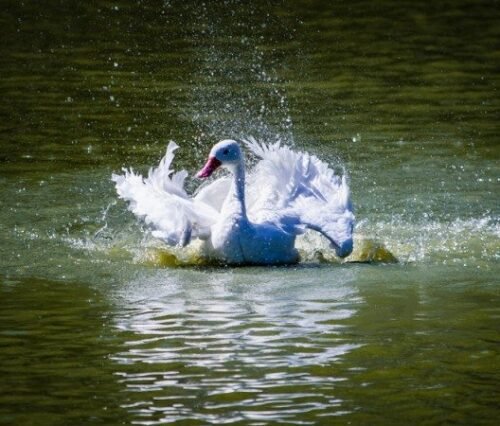Zoológico de Sapucaia do Sul suspende visitação após morte de 15 cisnes