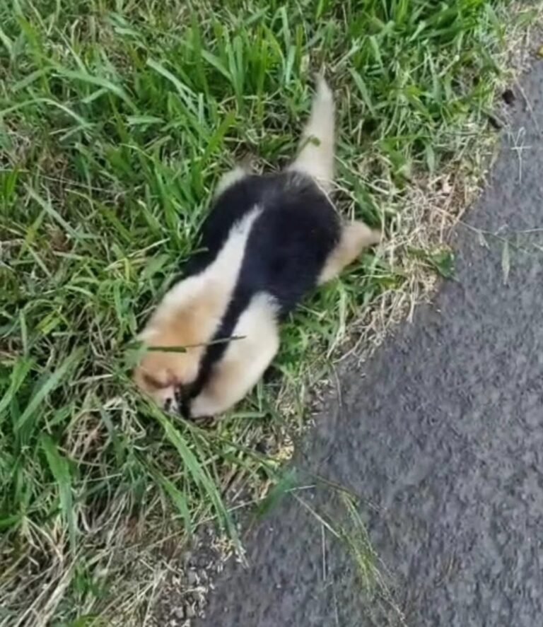 Tamanduá-mirim é encontrado morto às margens da BR-101 em Osório 34 699818487 26514943701510673 3404952688722042420 n