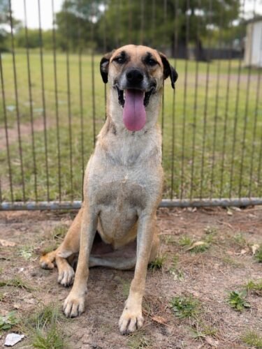 FEIRA DE ADOÇÃO RESPONSÁVEL DE CÃES OCORRE NO PRÓXIMO SÁBADO NA PRAÇA DA CATEDRAL EM OSÓRIO 5 702291701 1426928332809063 237084471557655027 n