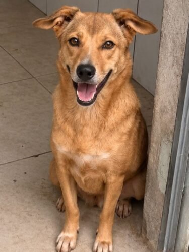 FEIRA DE ADOÇÃO RESPONSÁVEL DE CÃES OCORRE NO PRÓXIMO SÁBADO NA PRAÇA DA CATEDRAL EM OSÓRIO 6 702383416 1426928319475731 5680647899718199633 n 1
