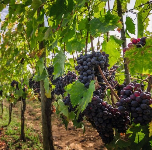 Rede Bourbon sorteia três viagens para o Alto Douro, em Portugal, no Dia dos Namorados 3 3ab94cc9 eee6 4d65 85c6 c8e32e18f8d1