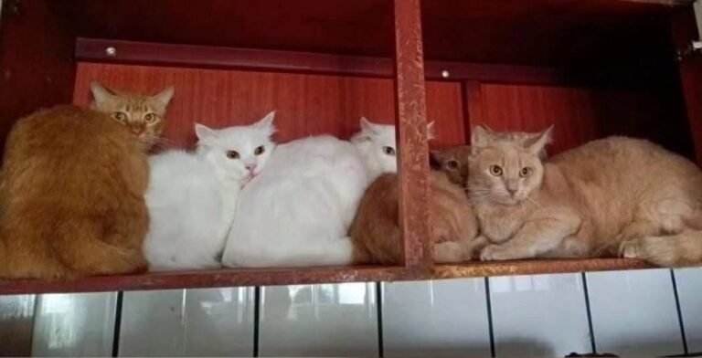 Idosa é Indiciada por Maus-tratos após manter cerca de 400 Gatos em Apartamento 1 Os gatos estavam aglomerados em um apartamento de aproximadamente 200 metros quadrados, localizado em uma área nobre da cidade.