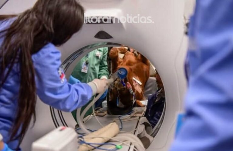 RS registra Procedimento Inédito na Medicina Veterinária 27 O Instituto Hospital Veterinário (IHVET) da Universidade de Caxias do Sul (UCS) realizou a primeira tomografia computadorizada em um equino no Rio Grande do Sul.
