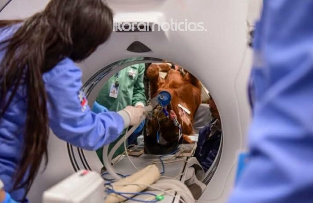 RS registra Procedimento Inédito na Medicina Veterinária 1 O Instituto Hospital Veterinário (IHVET) da Universidade de Caxias do Sul (UCS) realizou a primeira tomografia computadorizada em um equino no Rio Grande do Sul.