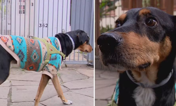 Pets têm mais "Facilidade de adquirir doenças no Frio": Veterinária dá dicas de cuidados com os animais no inverno 2 Captura de tela 2026 06 21 235825