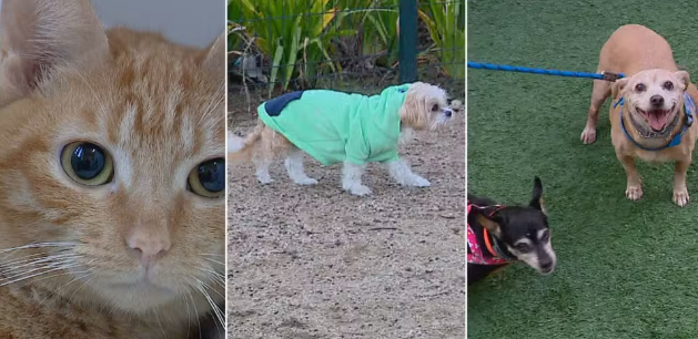 Pets têm mais "Facilidade de adquirir doenças no Frio": Veterinária dá dicas de cuidados com os animais no inverno 29 Queda nas temperaturas aumenta risco de problemas respiratórios em cães e gatos. Especialistas orientam adaptação da rotina.