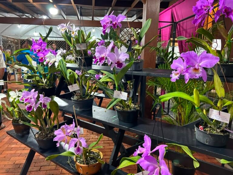 Neste sábado e domingo (25 e 26/7), das 9h às 17h, no Parque da AJAO. o Festival das Flores de Inverno vai presentear o público de Joinville e região com um evento repleto de cores e beleza que terá como atrações exposição de orquídeas, mercado de plantas, oficinas de cultivo e apresentações culturais.