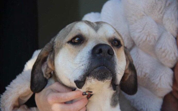 Lealdade que emociona: Cão que "velou" tutora após atropelamento na RS-240 ganha Novo Lar 3 736574806 2246774652725250 3233502052161619822 n