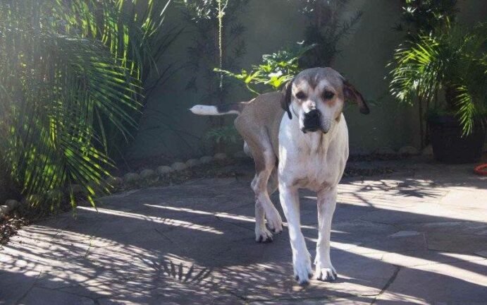 Lealdade que emociona: Cão que "velou" tutora após atropelamento na RS-240 ganha Novo Lar 6 739066637 1740413896969700 1783195587944768869 n 1