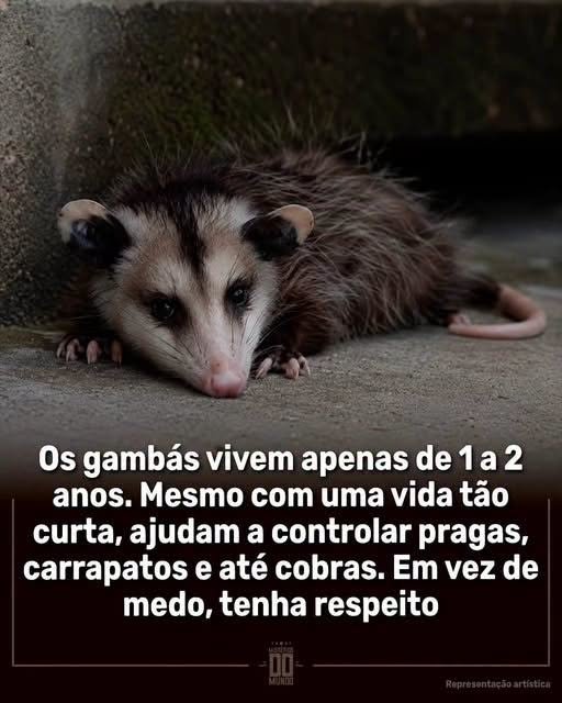 Os gambás estão entre os animais mais injustiçados da natureza 8 Por causa da aparência e dos hábitos noturnos, muitas pessoas os consideram perigosos, mas eles costumam ser tímidos, pacíficos e evitam qualquer confronto com humanos.