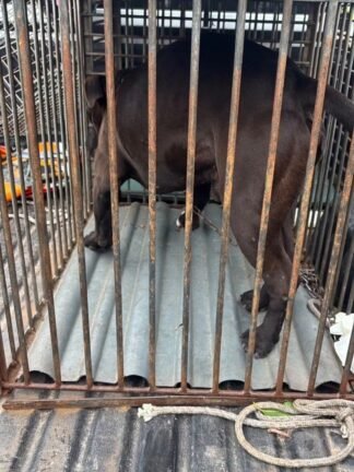 Pitbull solto mata cadela e assusta moradores no bairro Panorâmico, em Osório 3 758841072 894895973205985 5793938444898874861 n