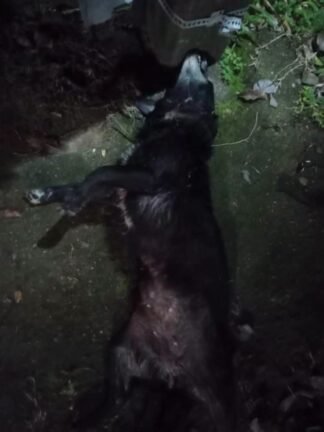 Pitbull solto mata cadela e assusta moradores no bairro Panorâmico, em Osório 4 760286061 1362408869197230 6913319011252415320 n