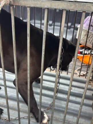 Pitbull solto mata cadela e assusta moradores no bairro Panorâmico, em Osório 2 761414329 1688653932396582 6063285533598833553 n 1