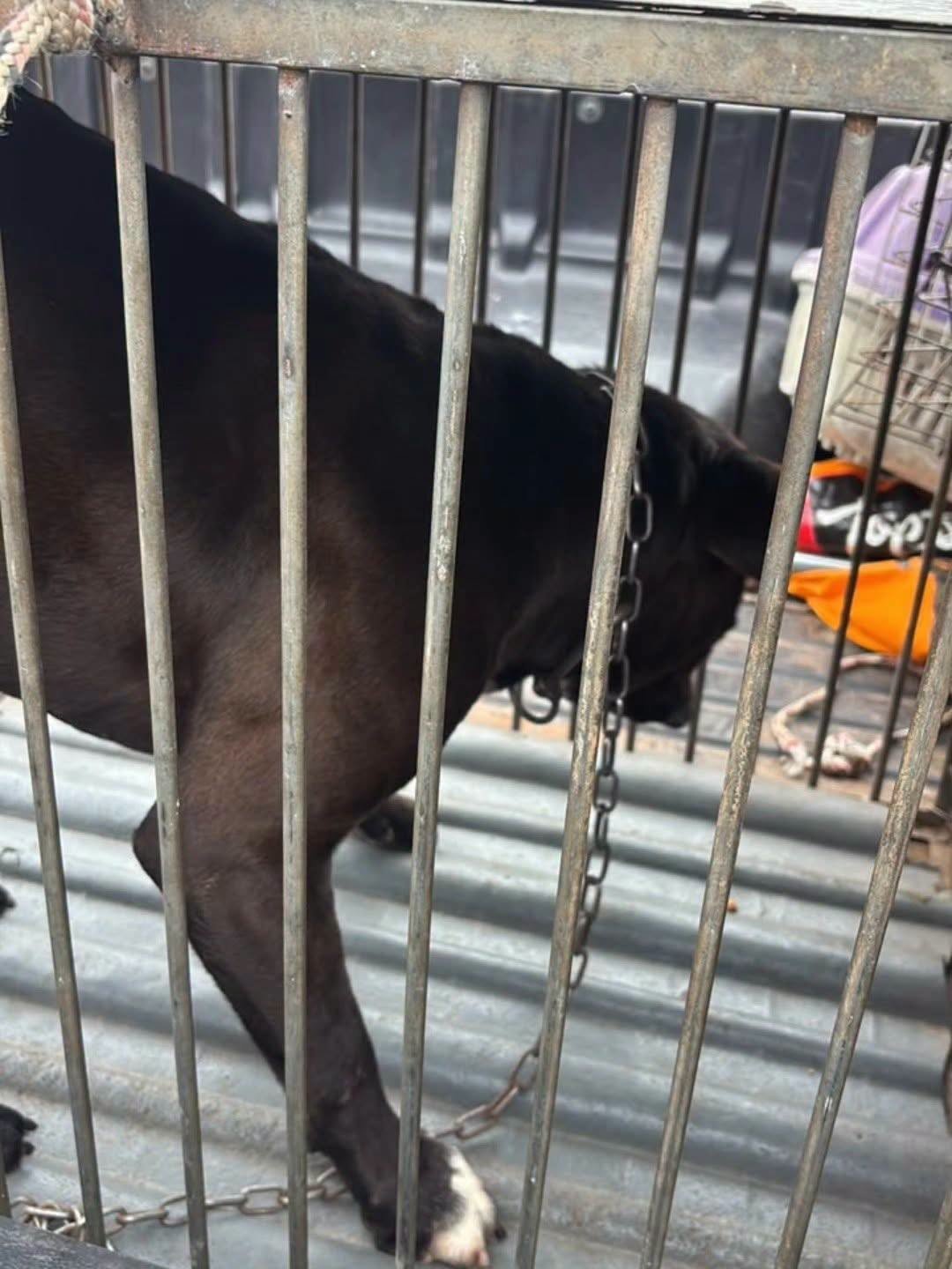 Pitbull solto mata cadela e assusta moradores no bairro Panorâmico, em Osório 1 O animal permanecia em uma obra em construção, sem a contenção adequada, oferecendo risco à população.