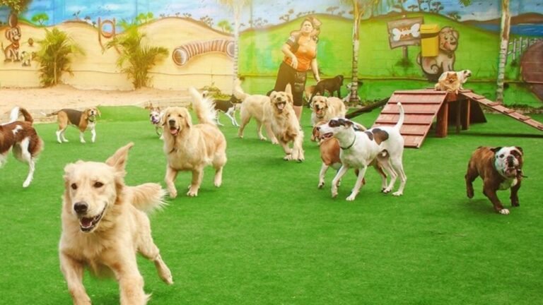 As Férias: O que observar antes de deixar seu Pet em um Hotel ou Creche? 26 As Férias: o que observar antes de deixar seu pet em um hotel ou creche e quais são os direitos do tutor