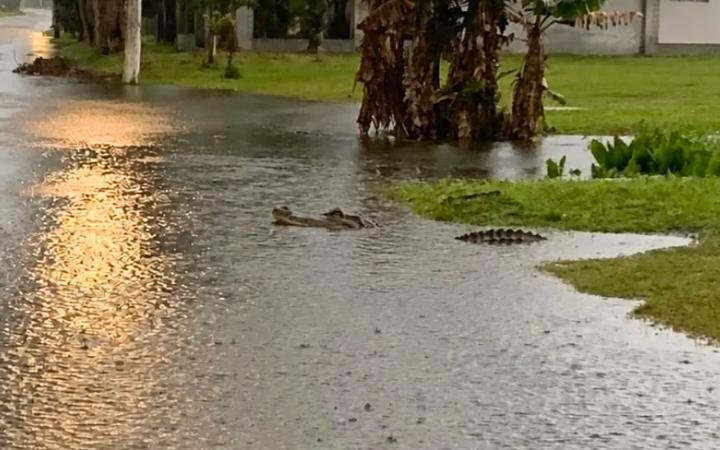 Jacaré é avistado em rua alagada após forte chuva em Imbé 6 Durante a tarde, um jacaré-do-papo-amarelo foi visto circulando por uma área alagada na Rua São Borja, em Imbé.