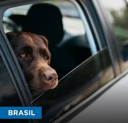 A suspensão será de 12 meses, mas poderá chegar a 18 meses quando o animal abandonado for cão ou gato.