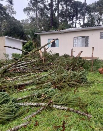 VENDAVAL DESTRUTIVO: SUSPEITA DE TORNADO DEIXA RASTRO DE DESTRUIÇÃO NO INTERIOR DE PRUDENTÓPOLIS E PINHÃO (PR) 3 802459179 1743424820281707 983428696152245911 n 1 e1789056497583