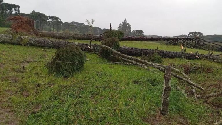 VENDAVAL DESTRUTIVO: SUSPEITA DE TORNADO DEIXA RASTRO DE DESTRUIÇÃO NO INTERIOR DE PRUDENTÓPOLIS E PINHÃO (PR) 5 803829328 2301208953982951 1892121689926023135 n