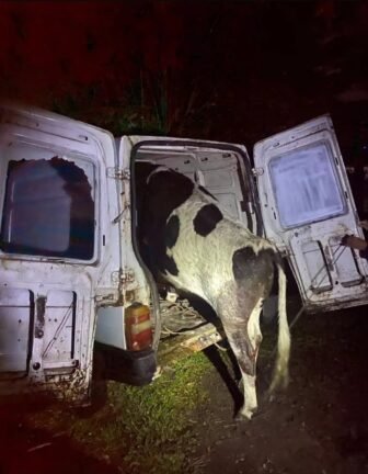 Tentativa de abigeato termina em acidente na Estrada do Palmital, em Osório 2 830119221 1891986612111164 1628612735103447600 n