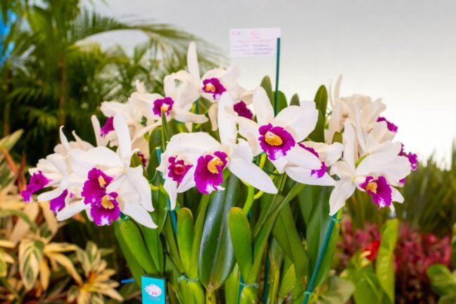 86ª Festa das Flores de Joinville terá exposição com mais de 30 mil flores e plantas ornamentais, passarela elevada e obras de arte 7 86a festa das flores de joinville tera exposicao com mais de 30 mil flores e plantas ornam 5