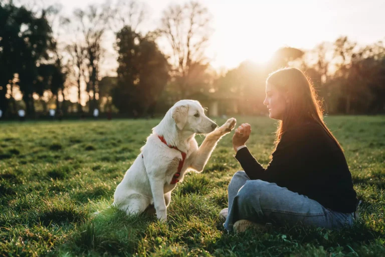 Adoção de Pets: Amor não falta, lares preparados ainda são desafio