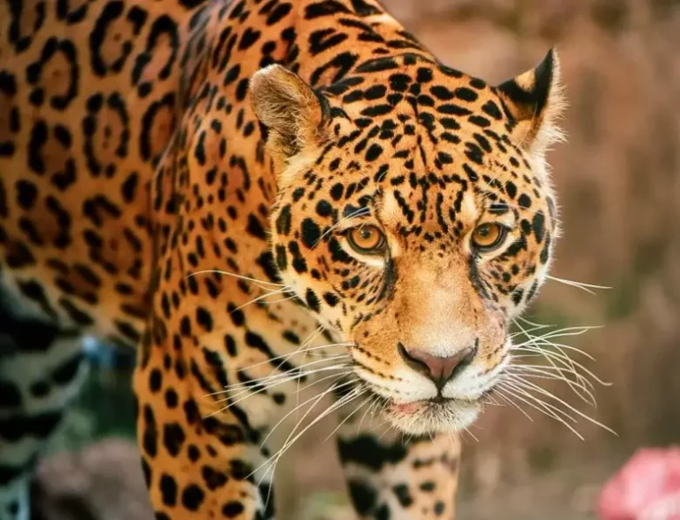 Programa imperdível para pais e filhos, o Parque Zoológico de Sapucaia do Sul (Região Metropolitana de Porto Alegre) estará aberto ao público nesta segunda-feira (12).