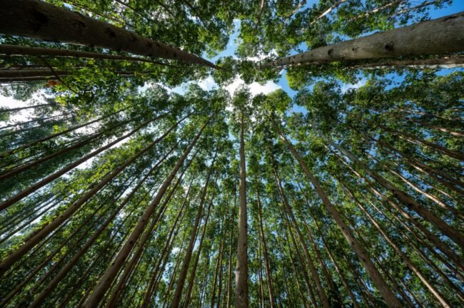 FEPAM concede Licença Prévia ao Projeto Natureza da CMPC