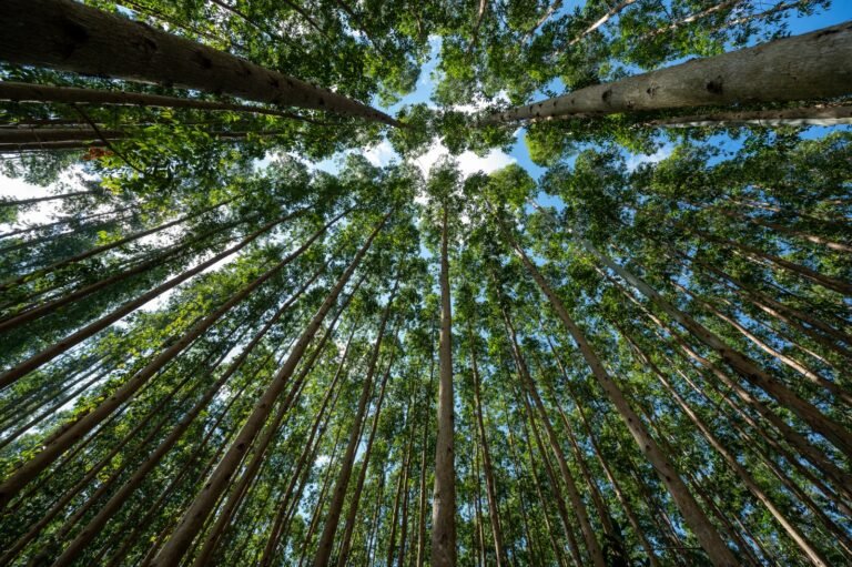 FEPAM concede Licença Prévia ao Projeto Natureza da CMPC