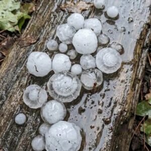Granizo cai sem nenhum gota de Chuva em Santa Helena, no Oeste do Paraná 2 granizo cai sem nenhum gota de chuva em santa helena no oeste do parana 1