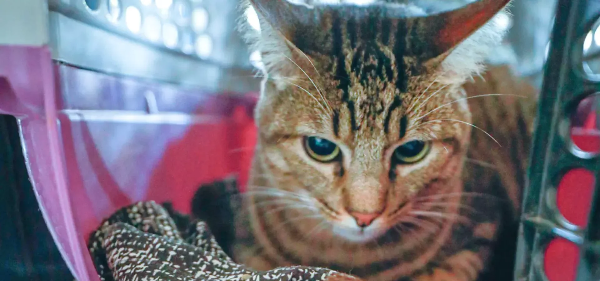 Evento ocorre no Parque da Redenção; 200 animais estão disponíveis para adoção.   -

Foto: Alex Rocha/PMPA
