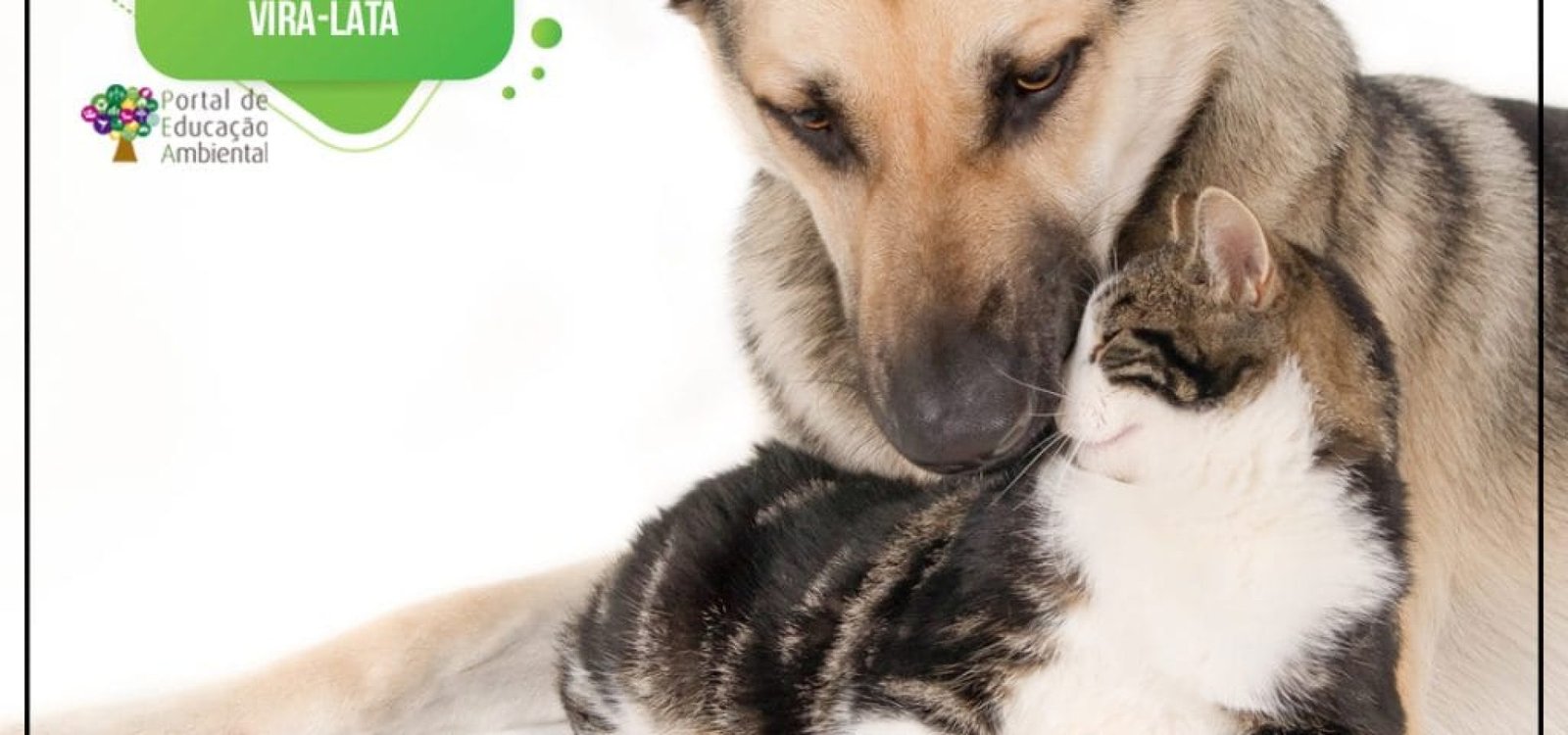 31.07-Dia-Nacional-do-Vira-Lata-1024x1024