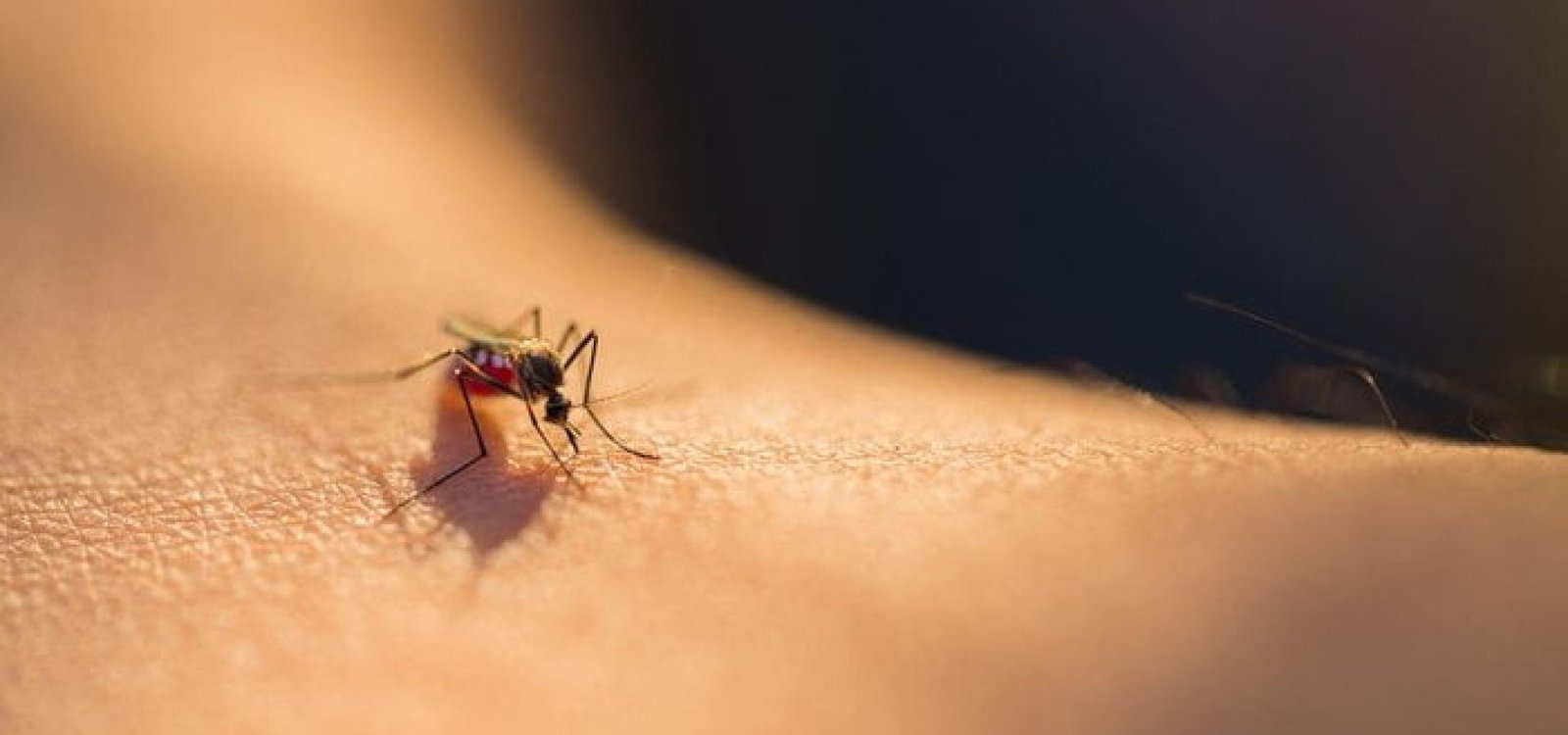 Mosquitos precisam picar humanos e animais para ingerir as proteínas necessárias para a reprodução.
Lab_Photo / stock.adobe.com