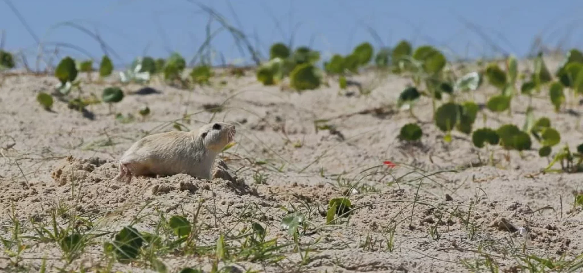 Animal é inofensivo aos humanos: não ataca e nem transmite doenças 
Lauro Alves / Agencia RBS