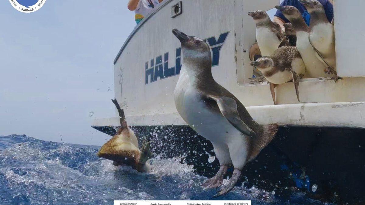 Instituto Argonauta realiza com sucesso a soltura de 17 pinguins reabilitados